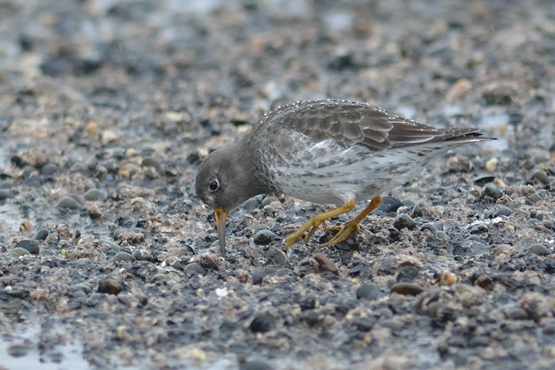 Paarse Strandloper